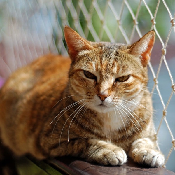 Rede de proteção para gato